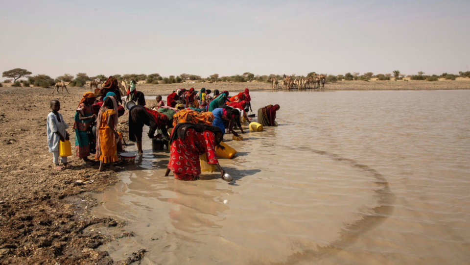 Success is demonstrated by rotten programs: In 2021, the guinea worm only infected a handful of people.It's crucial to dry the animal reservoirs right now.