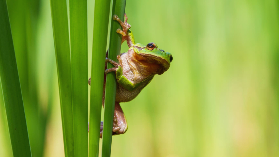 It is worth implementing conservation measures. A Swiss research team shows that it can benefit endangered amphibians by creating new ponds for them.
