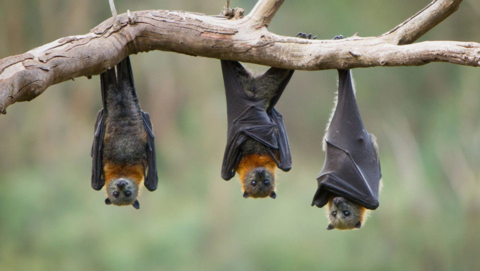 According to the WHO, there has been a steep increase in zoonoses on the African continent in recent years.
 Without suitable countermeasures, he could become a hotspot for animal-human transmissions of diseases.