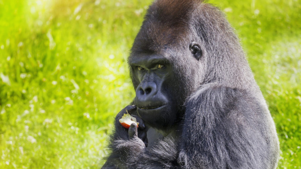Over the past 50 years, vertebrate populations around the world have drastically decreased. By an average of 69 percent. This could fuel the consequences of climate change.