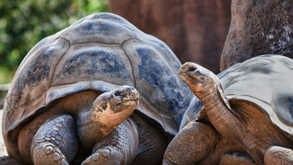Not only birds and mammals, but also reptiles or amphibians exchange sounds. Acoustic communication probably originated more than 400 million years ago.