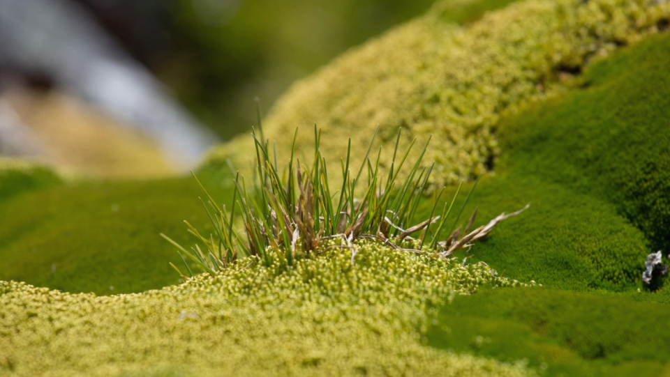 The Antarctic remains mostly buried.
But plants can grow wherever it gives way.
Additionally, they are rapidly expanding.