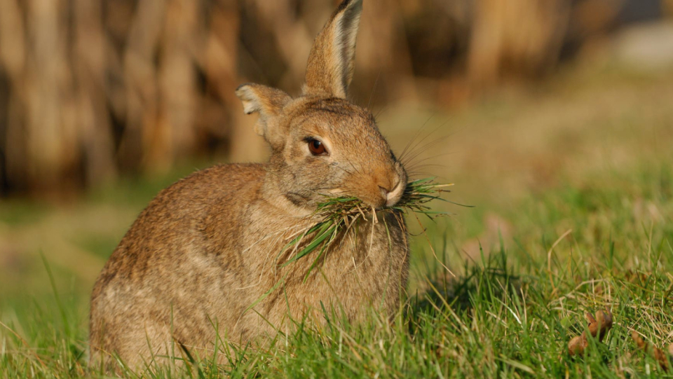Genomalysen show: Most Australian rabbits come from wild rabbits that were shipped near Melbourne in 1859.