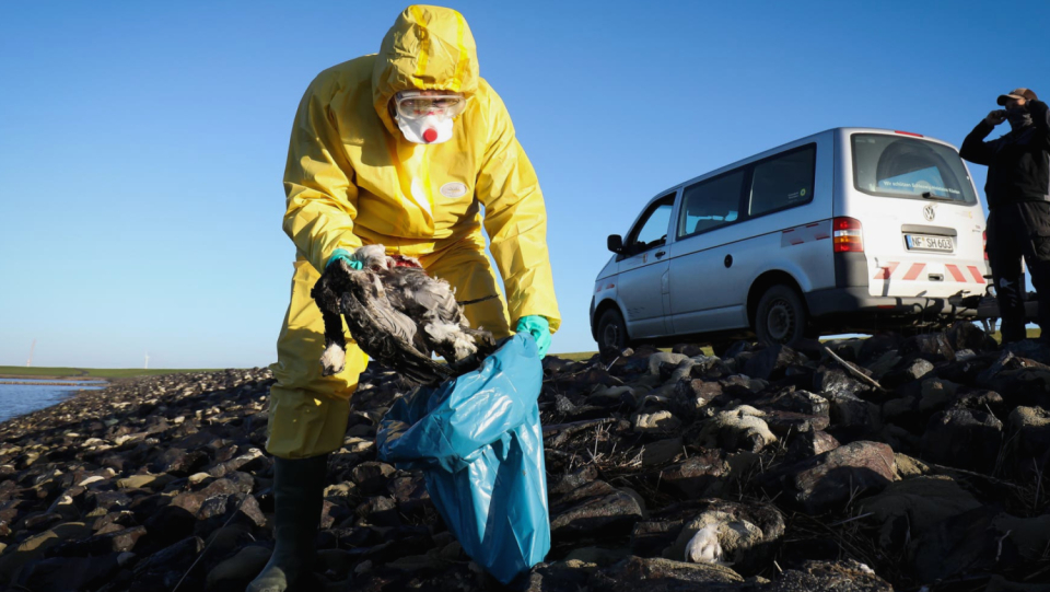 Mass infections in wild birds jeopardize species, are difficult to contain and increase the likelihood that the virus will jump over to humans.