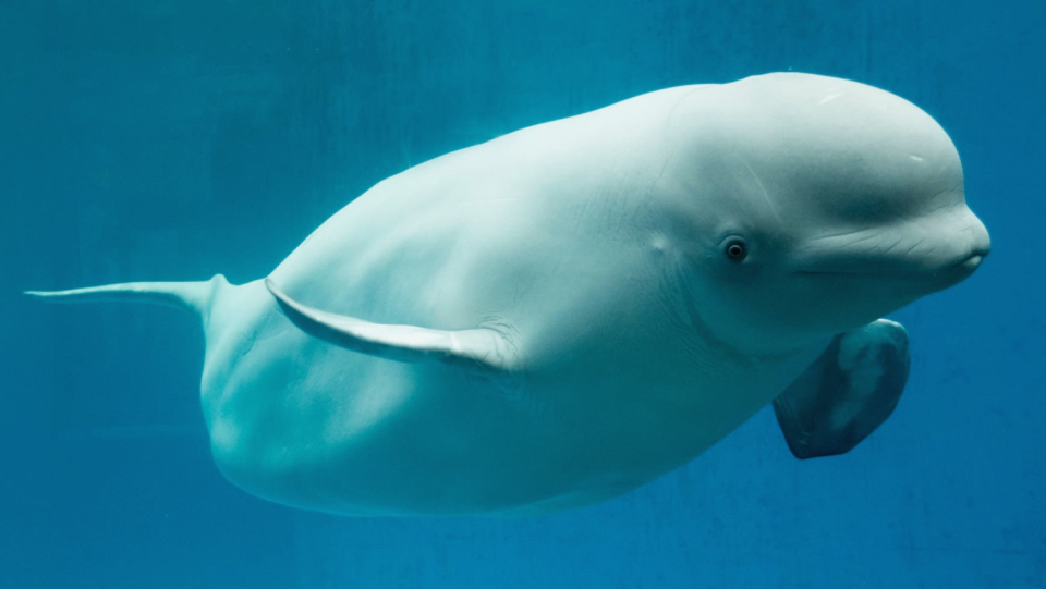 The Wallart is more adapted to arctic waters.
 The French authorities are now considering how the mammal can be saved.