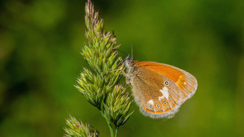 A study from Austria shows that some species began to disappear around 1900.
 The second wave started around 1960 - and has not ended to date.
 Above all, the destruction of habitats is responsible.