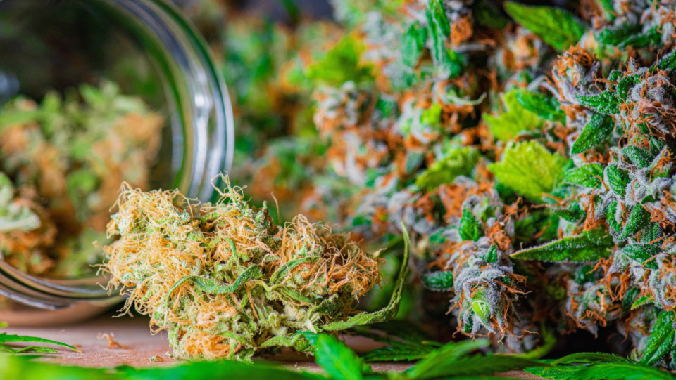 Hemp is used to treat a variety of diseases, including epilepsy, sleep disorders, and pain. But using cannabis on a prescription is a last resort. for valid grounds.