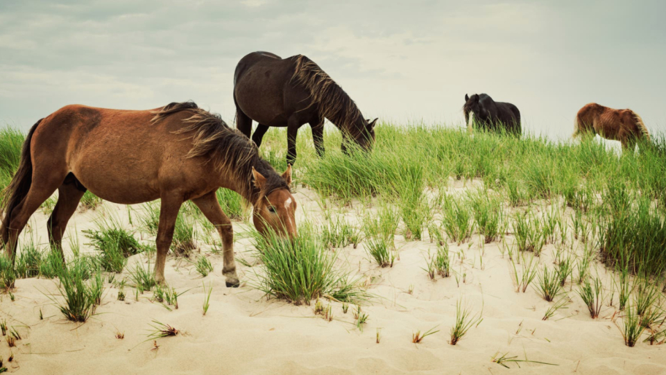 The vertebral storm »Fiona« is on the way to the north and meets the Canadian coast with record -breaking values.
 On his way is an island with its own horse breed.
