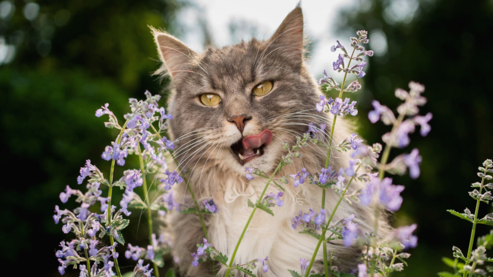 House tigers idolize catnip not only because the plant intoxicates them. It also has a very practical reason.