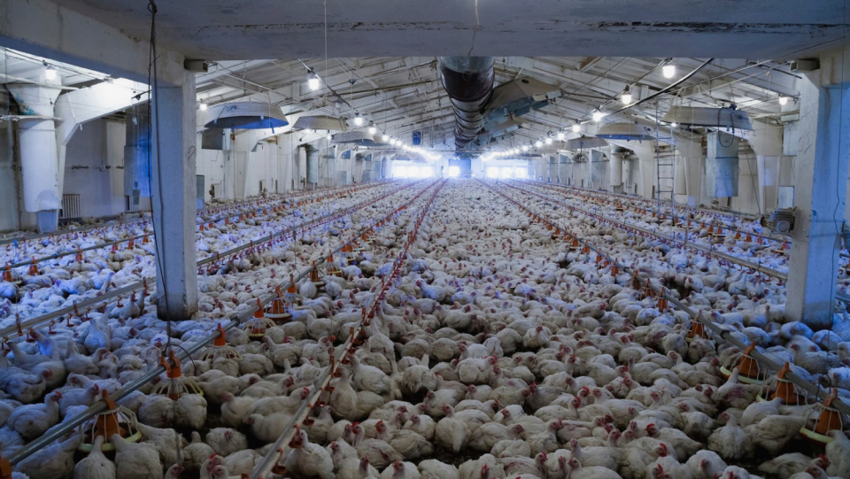 An analysis suggests that chickens were only domesticated a relatively short time ago.
 The animal was presumably attracted by grain, which grew in the fields of sedentary farmers.