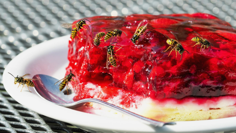 Media reports describe 2022 as a pronounced wasp year. But are there really a lot of the black and yellow insects buzzing around the cake plates? And how to get rid of the uninvited guests again?