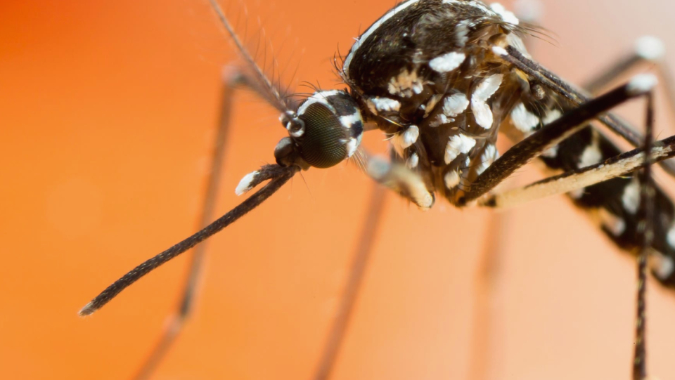 Not only are heat records being set as a result of climate change, but diseases are also being spread. Particularly, pathogens that are spread by ticks and mosquitoes play an increasingly simple game.