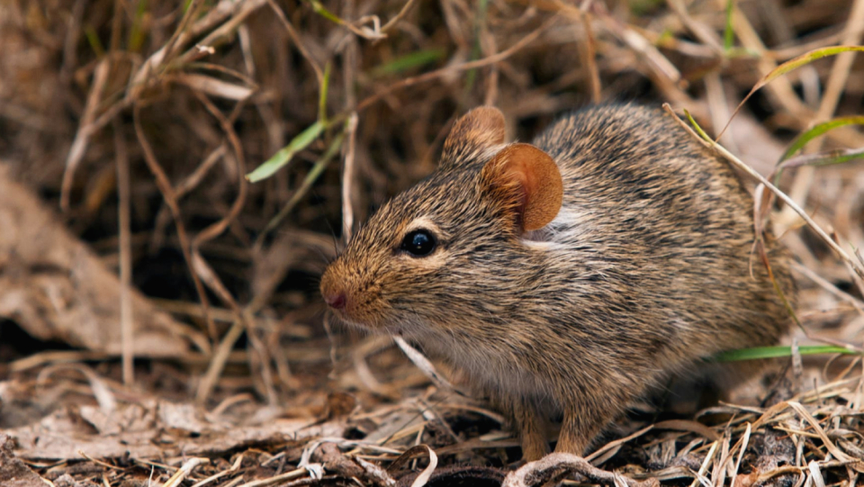 The lassavirus needs very specific environmental conditions for its spread. Thanks to climate change, they will probably get it in more places soon. But there is also good news.
