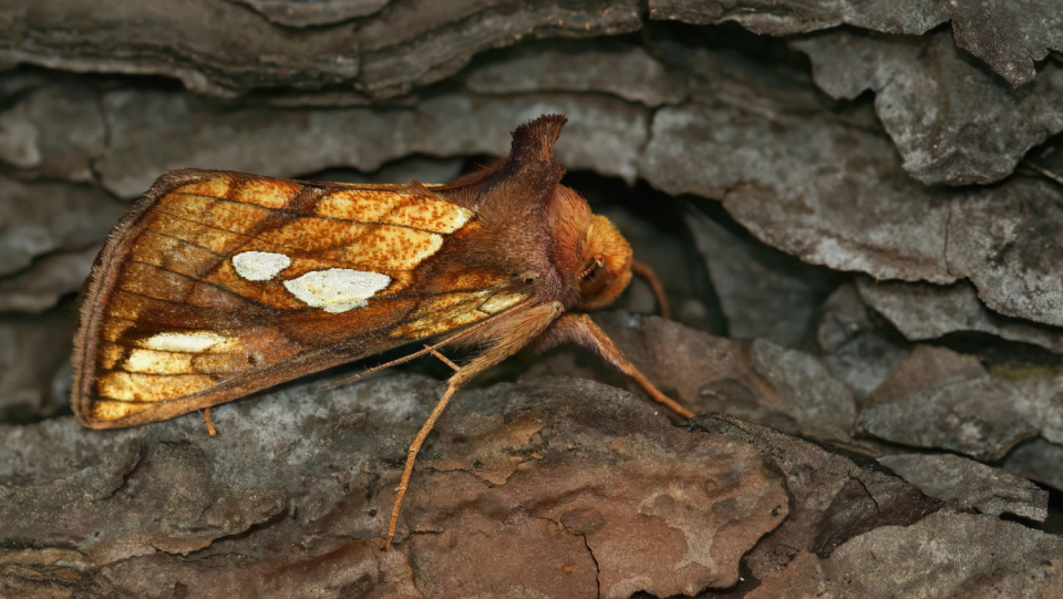 Pollinating insects are indispensable for many ecosystems in the world. But due to global warming, their number is dwindling. The balance is particularly stark in Finland.