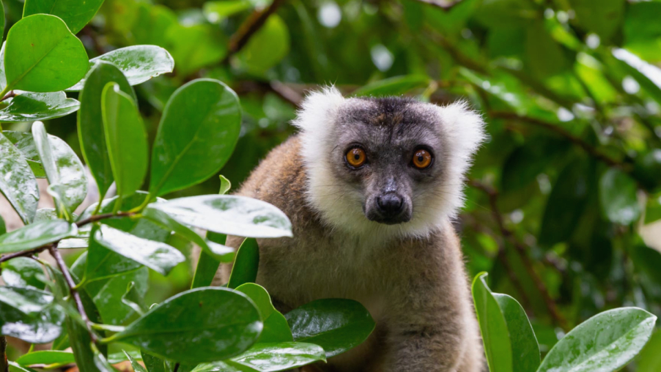 The ancestors of humans once moved one floor below, from the tree to the ground. Now it gets too hot up there for other primates – but not all of them can cope with the adaptation.