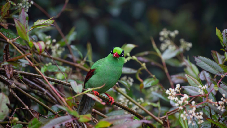 Tropical birds are usually much more colorful than species at higher latitudes. This arouses desires in the trade and endangers the animals.