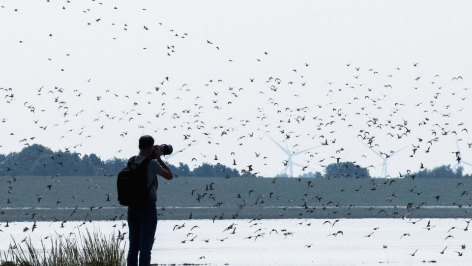 Climate change affects the East Atlantic bird train.
 The warming leads to more heavy rain and storms, the animals on rest and brood in the Wadden Sea.
 The food supply also changes.