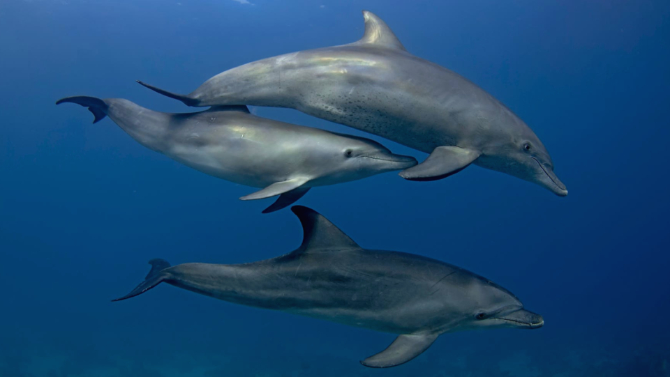 Dolphins also have skin problems every now and then.
 A scratchy skin care routine can remedy this.
 It is so popular that the mammals even stand in line.