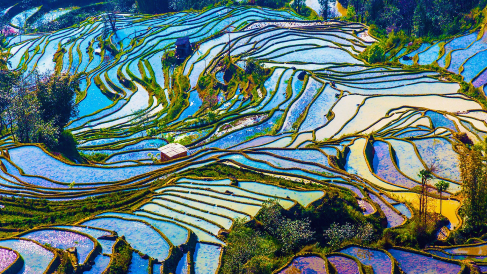 Future crops ought to be more resilient and productive. It should be possible thanks to genetic engineering. Recently, China unveiled new regulations that will advance science.