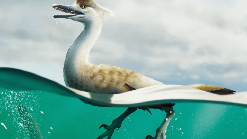 Science delights the find of a special dinosaurs from the Gobi desert.
 His physique made him a good diver and swimmer.