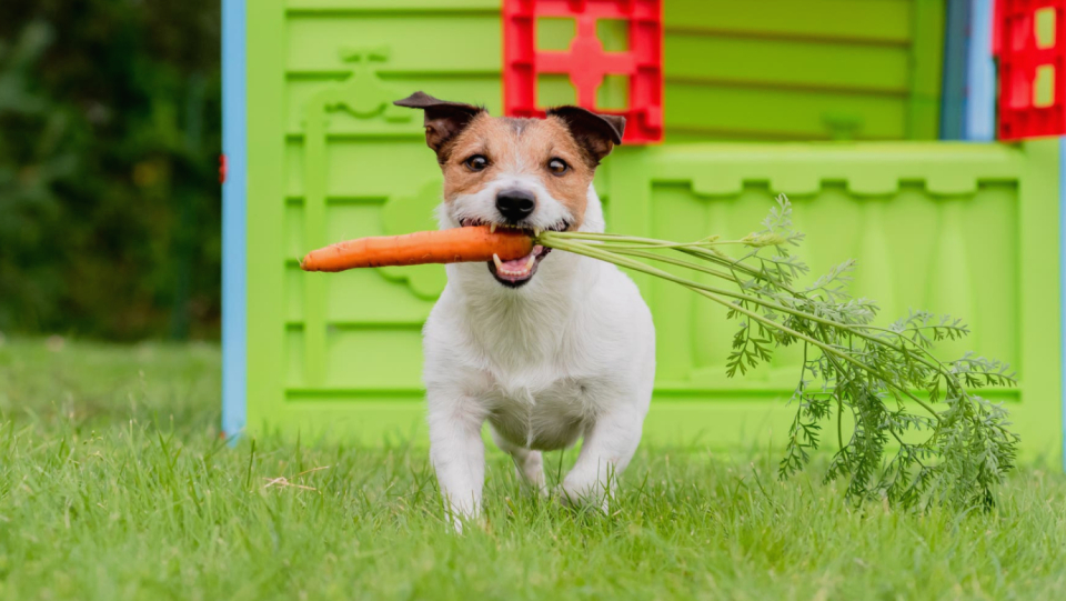Dog food is getting more and more varied, whether it be raw meat, prepared food, or vegan.
A diet made up solely of vegetables is surprisingly beneficial for the animals.