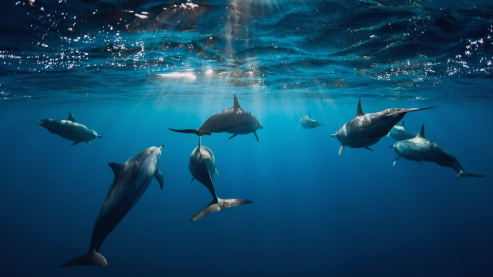 Researchers found that male bottlenose dolphins in Australia form such complex social structures that they are only topped by humans in them.