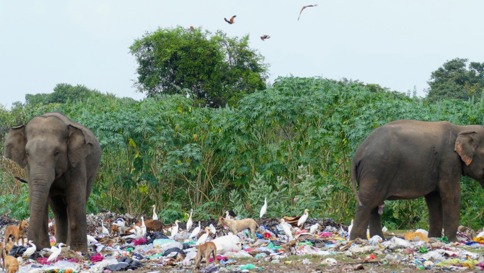 In the environment of Asian national parks, hungry elephants eat a lot of plastics. Then distribute the leftovers in nature. This puts a strain on the food chain.