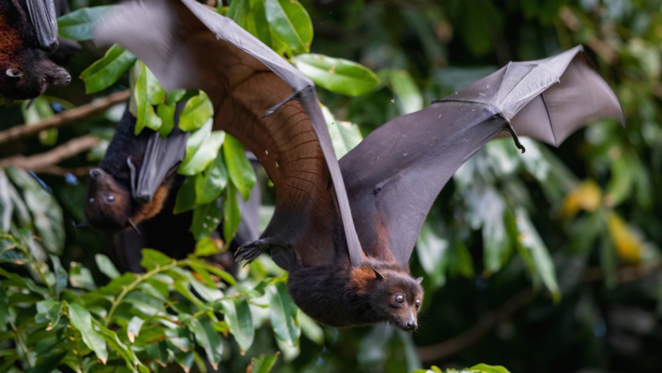 Environmental destruction and lack of food brought Australian bats to a "tilting point".
 Since then, a fatal illness has been breaking out almost every year - in horses and people.