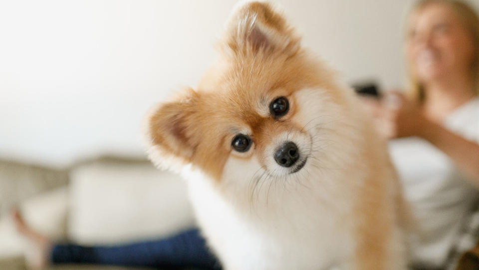 When the mistress or owner comes home, dogs happily wag with the tail - and shed a tear of joy.
 Oxytol may play a role.