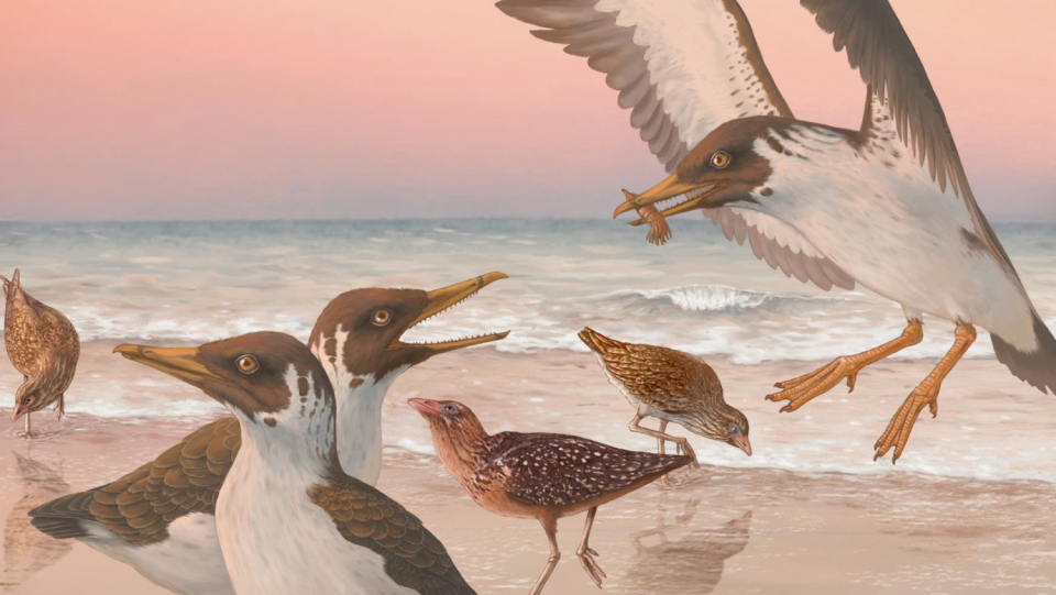 Sometimes a single bone draws a completely new picture of evolution: thanks to a fossil skel, one of the oldest assumptions about the origin of modern birds was refuted.
