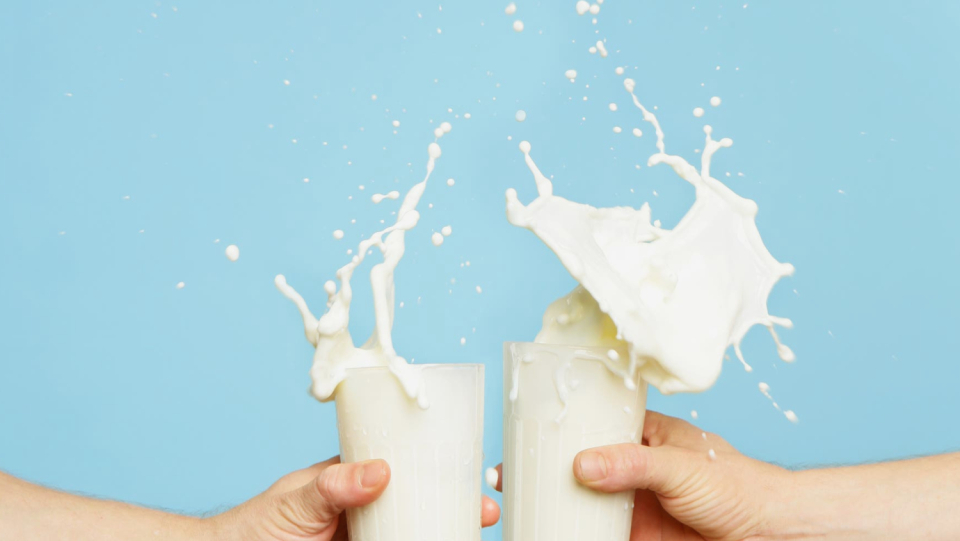 New research suggests that lactose tolerance did not arise because it allowed humans to consume more milk. Rather, food shortages and diseases accelerated evolution.