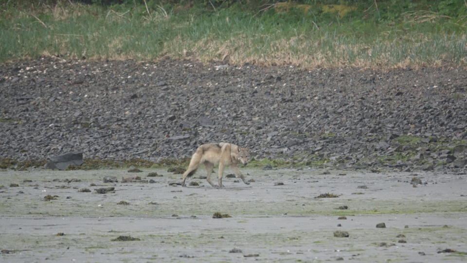 At Wolves on Pleasant Island, an unusual prey has recently been on the top of the menu: Seeotter.
 The animals have probably switched to marine mammals after the game in the region became less and less.
