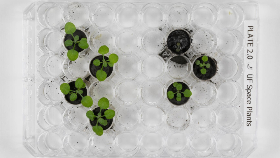 The first step towards the greenhouse on the moon has been done: researchers have succeeded in growing plants in monds.
 Although the seedlings in the foreign material visibly swords, they still managed to sprout.