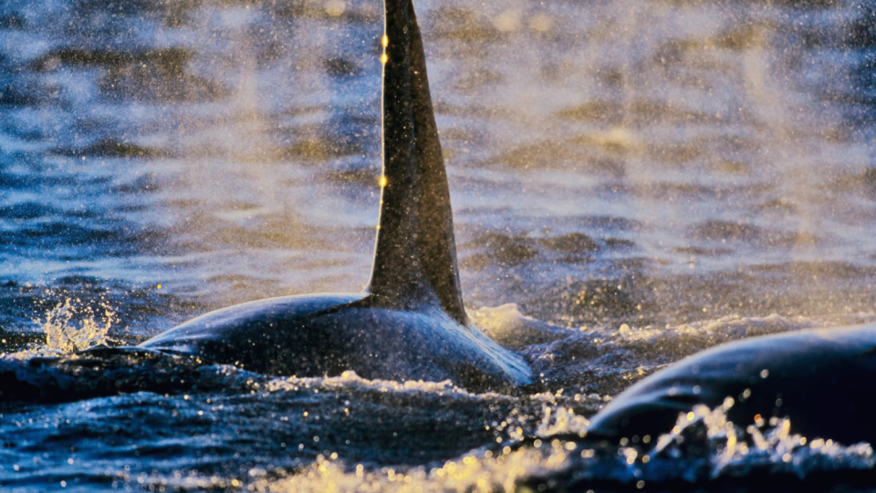 The sword whales are at the top of the food chain.
 Even white sharks have to fear.
 This is also shown by recordings from a helicopter and drones for the first time.