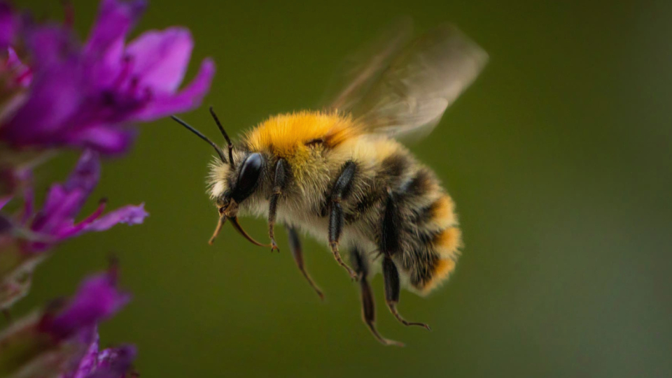 Flying insects can determine the direction of gravity, although they do not have accelerometers. A team has developed a theory that could explain this.