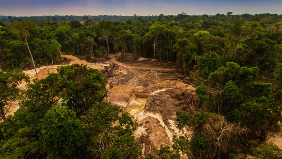 For decades, the world's forest stocks have been shrinking sharply. Although some regions are becoming greener again, they are unevenly distributed.