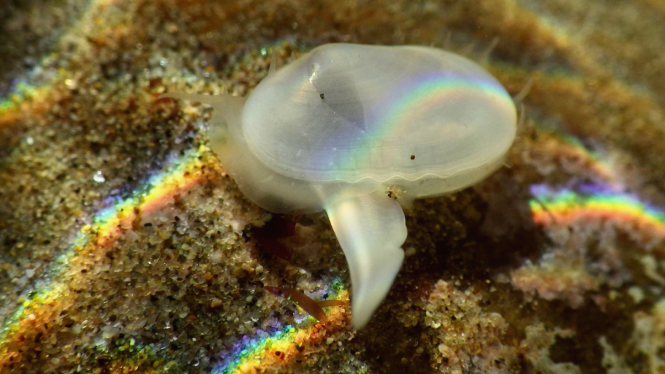 The discovery of a new species is always exciting.
 This is even more true if the species turns out to be something that science has so far only known as fossil.