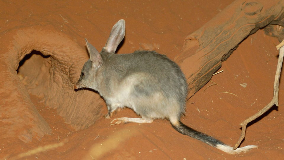 Australia's wildlife is at risk- also from overgrown cats and foxes.
 As protection, poison pills could soon be injected under the skin.