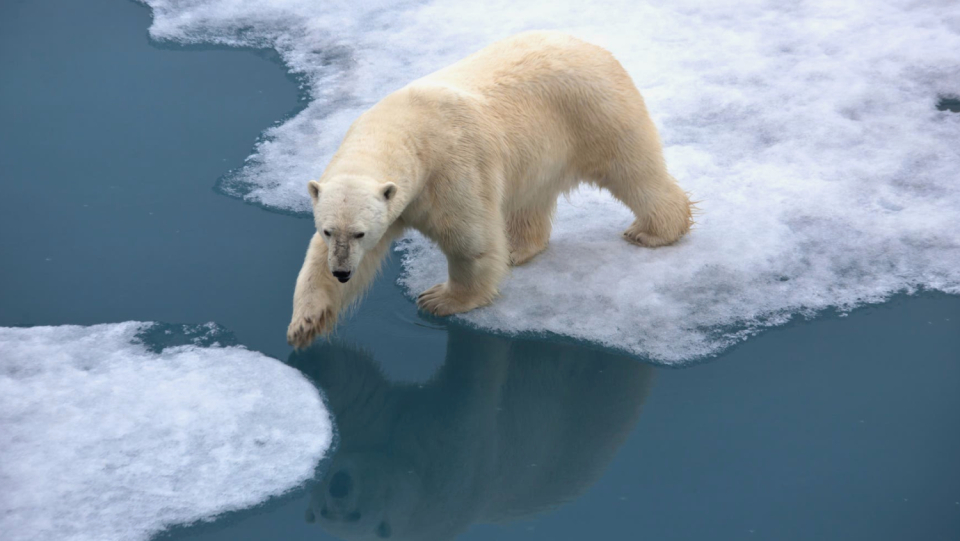 Eisbears need sea ice to hunt for seals.
 But that disappears.
 A newly discovered population in Greenland uses another saving strategy.