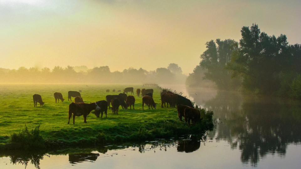 Whether meadows, steppes or savannas - grassland is available all over the ground.
 Scientists want to help the underestimated habitats become greater recognition and thus more protection.