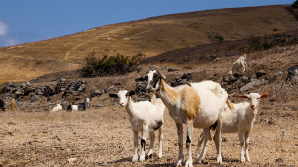 Cattle, goats, horses and other herbivores can significantly reduce the risk of forest fires.
 However, this potential is not really recognized by the EU.