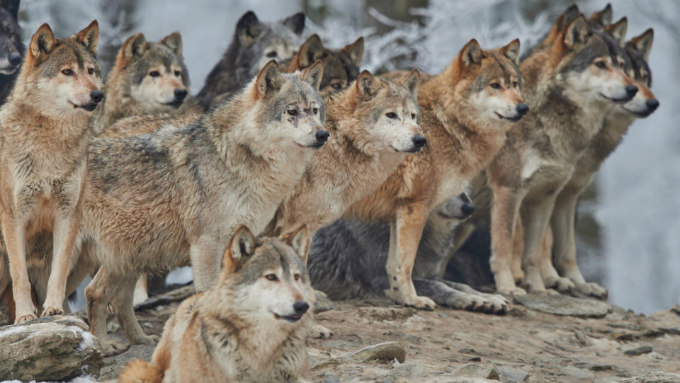 Toxoplasma gondii is one of the most common parasites worldwide and affects the behavior of infected people. In wolf packs, he seems to determine the hierarchy.