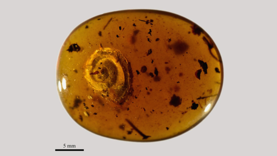 In an amber, researchers have discovered a previously unknown land snail.
 Their peculiarity: the housing is equipped with bristles, the purpose of which the experts puzzled.