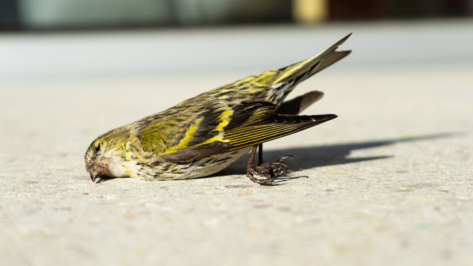 It is well known that nature is doing badly. A glance at the bird world shows the dimensions in which this happens.