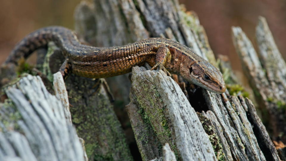 If forest lizards are exposed to high temperatures, their chromosome ends shrink faster.
 This affects your life expectancy - and the inventory of local populations.