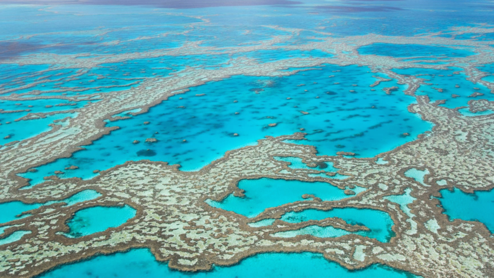 After a months-long heat wave, much of the Great Barrier Reef is affected by bleach. It is the fourth mass bleaching since 2016. But with falling temperatures, the corals could recover.