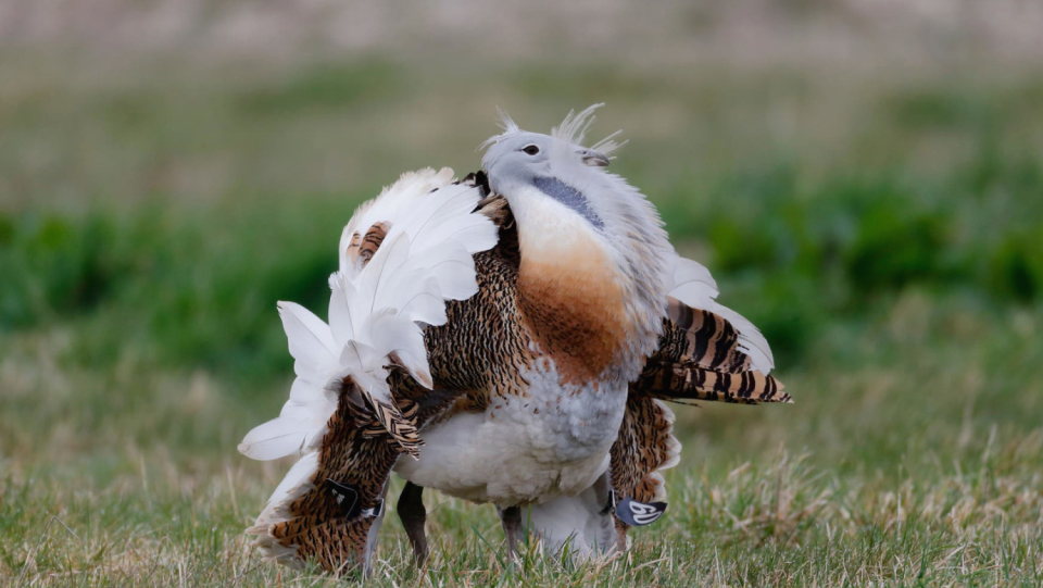 Great bustards are often plagued by worms and parasites. But they know how to help themselves: they are actively looking for plants like poppy to kill pathogens.