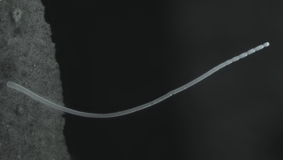 A newly discovered bacterium is breaking all standards. Its huge size is possible only thanks to some tricks. In addition, a quarter of its genome seems to produce antibiotics.