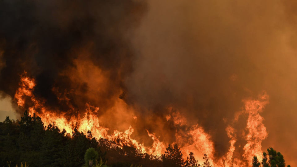 Indigenous peoples laid small fires in the Klamath Mountains of California for a long time to prevent large fires. Since the ban, the density of trees in the region has been growing – with dangerous consequences.