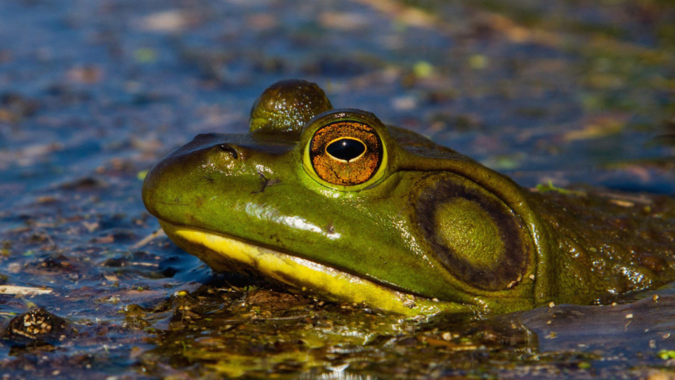 When amphibians and reptiles spread to other regions and displace native species, costs run into the billions. The main culprits are only two species.